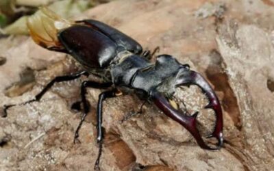 Naši učenici u projektu BioBlitz – istražujemo jesenske čari prirode!